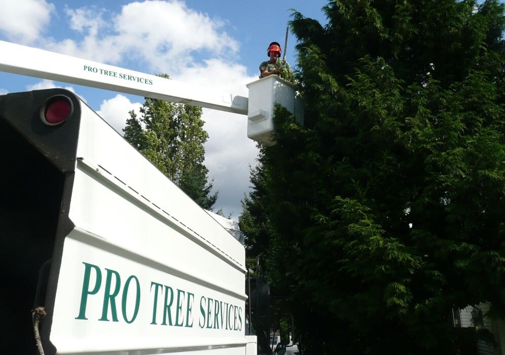 Images Pro Tree Services