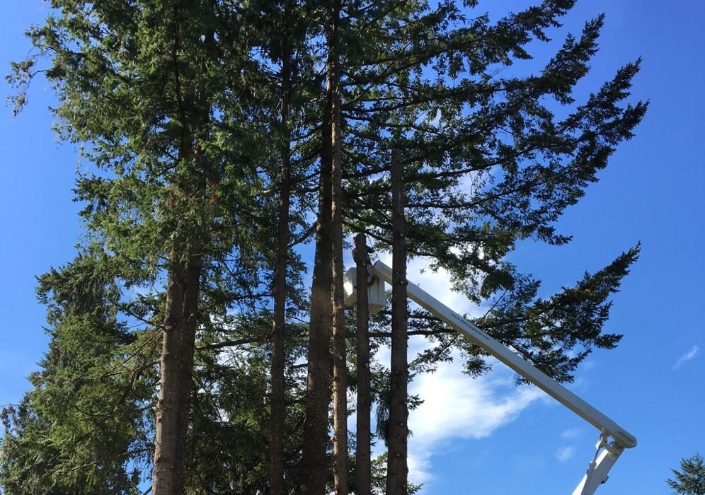 Images Pro Tree Services