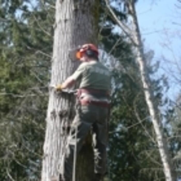 Images Pro Tree Services