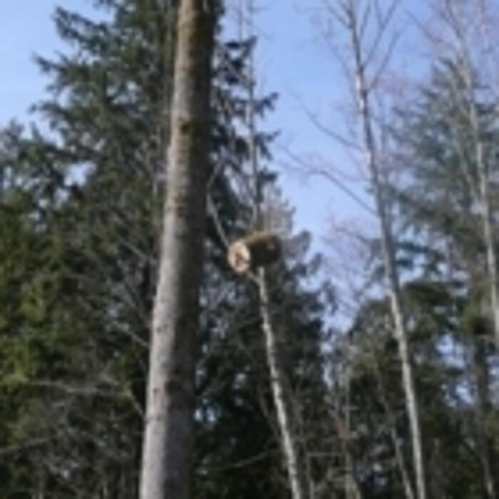 Images Pro Tree Services