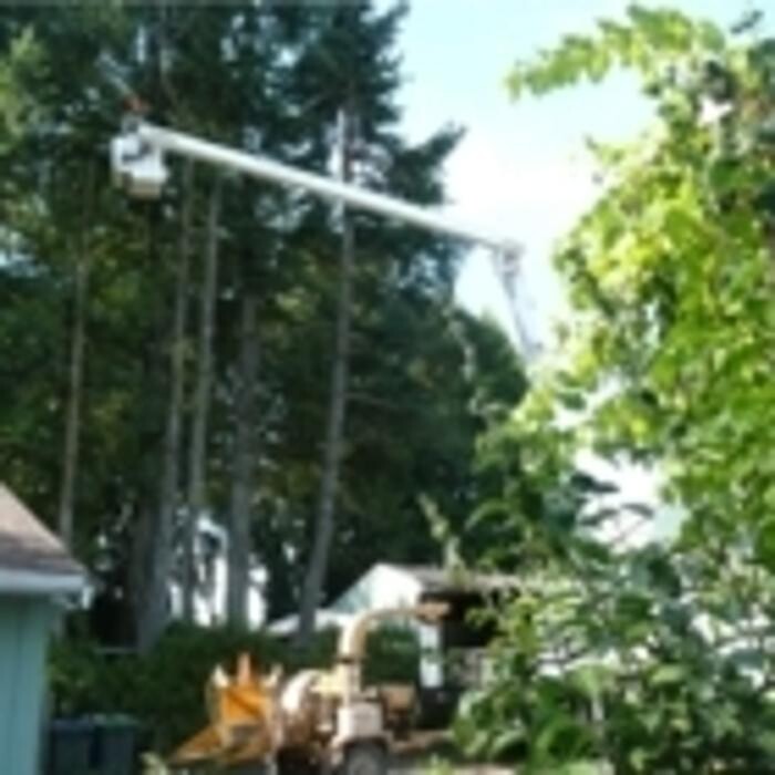 Images Pro Tree Services