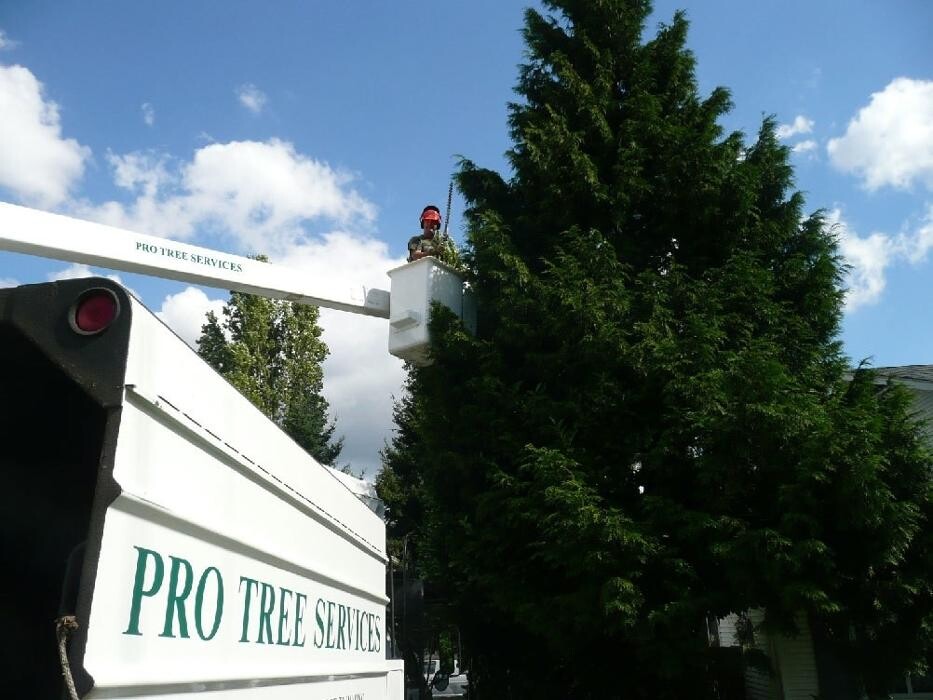 Images Pro Tree Services