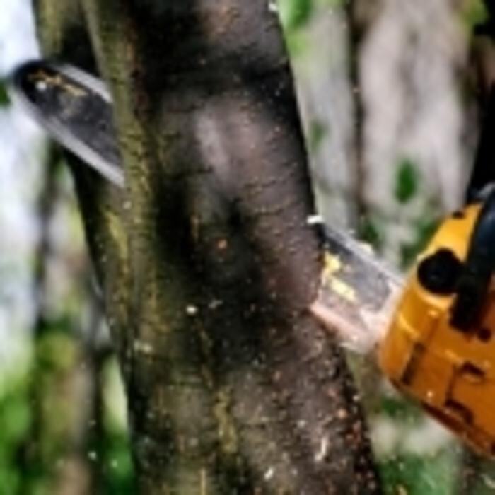 Images Pro Tree Services