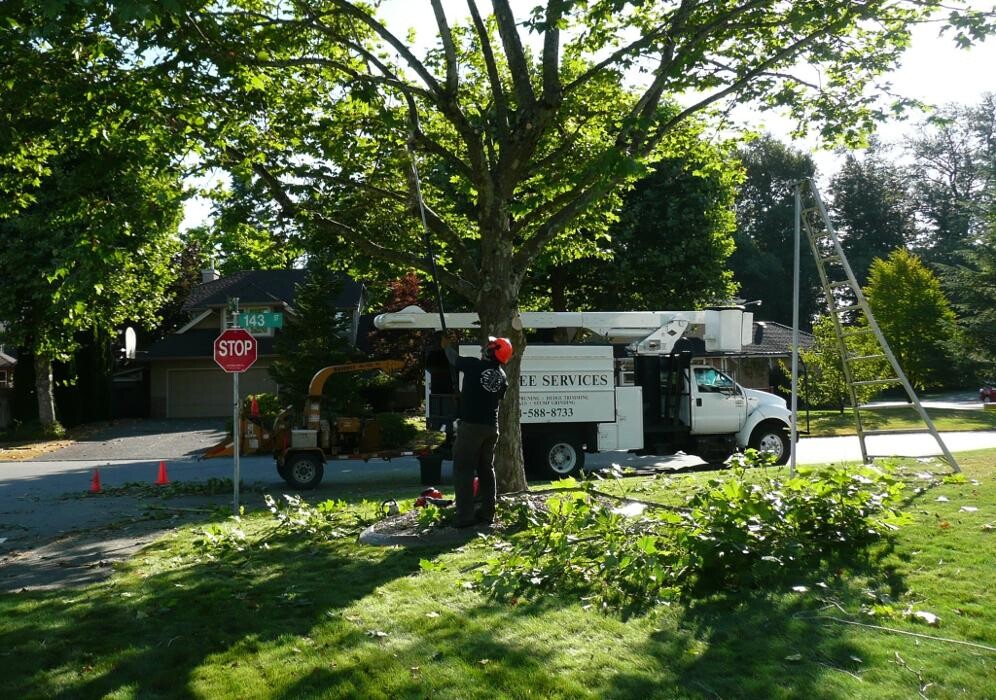 Images Pro Tree Services