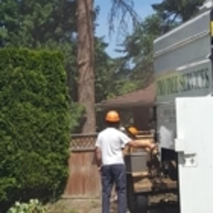 Images Pro Tree Services