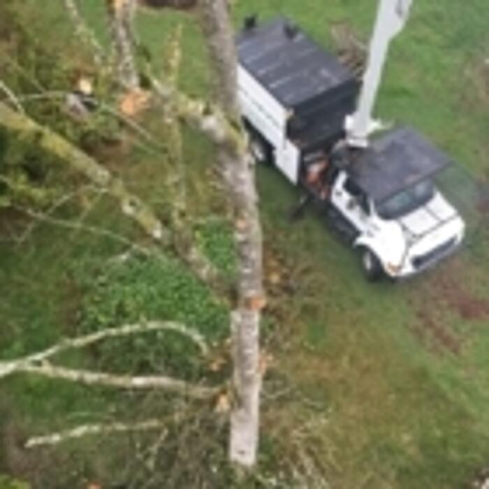 Images Pro Tree Services