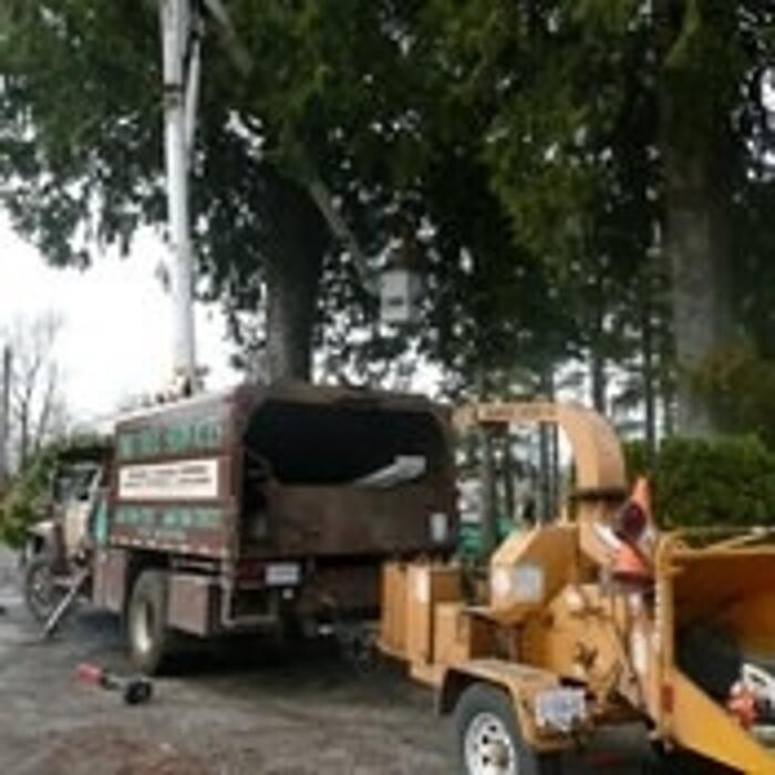 Images Pro Tree Services