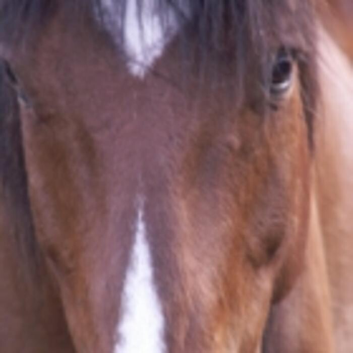 Images Murdoch Veterinary Clinic