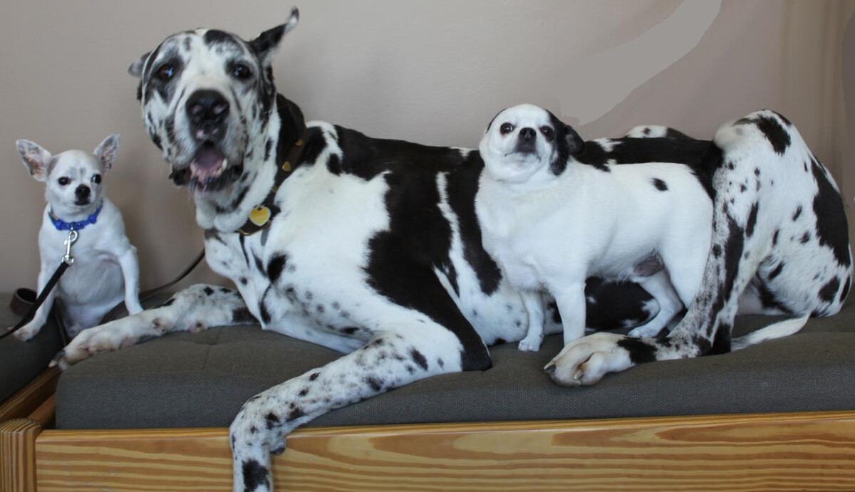 Images Murdoch Veterinary Clinic