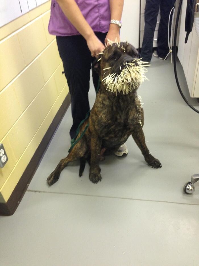 Images Murdoch Veterinary Clinic