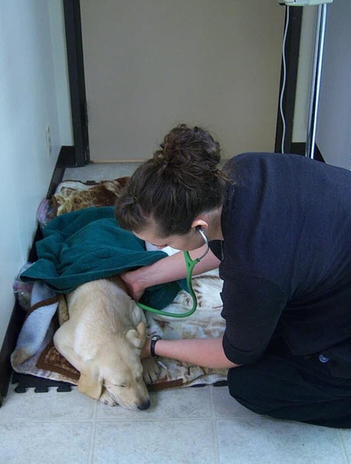 Images Arrow Lake Veterinary Hospital