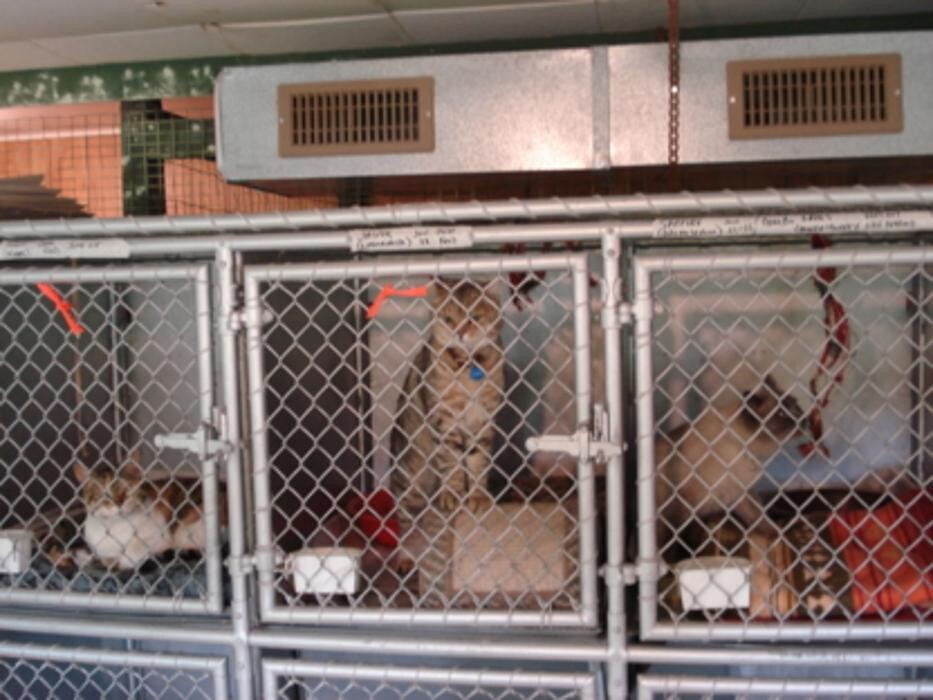 Images Mackye Kennels