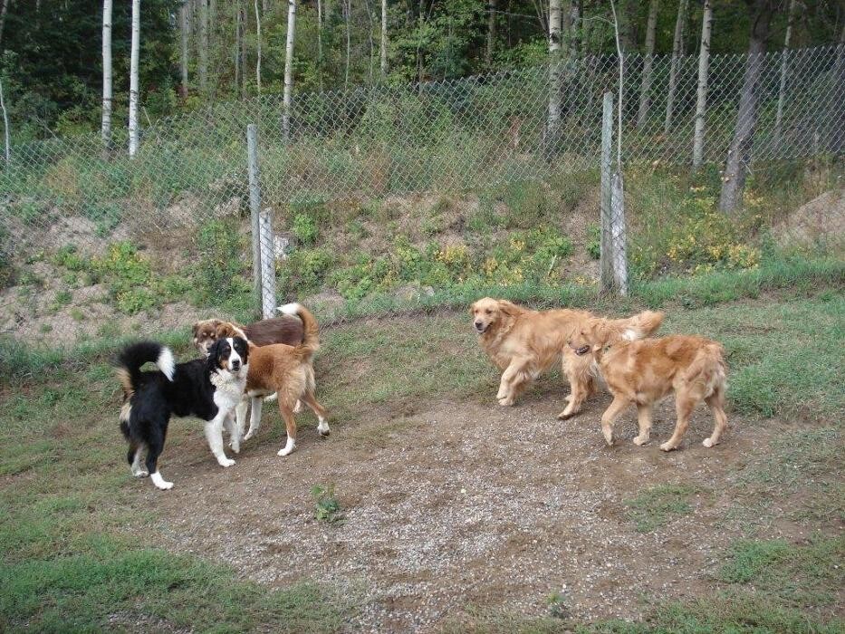 Images Mackye Kennels