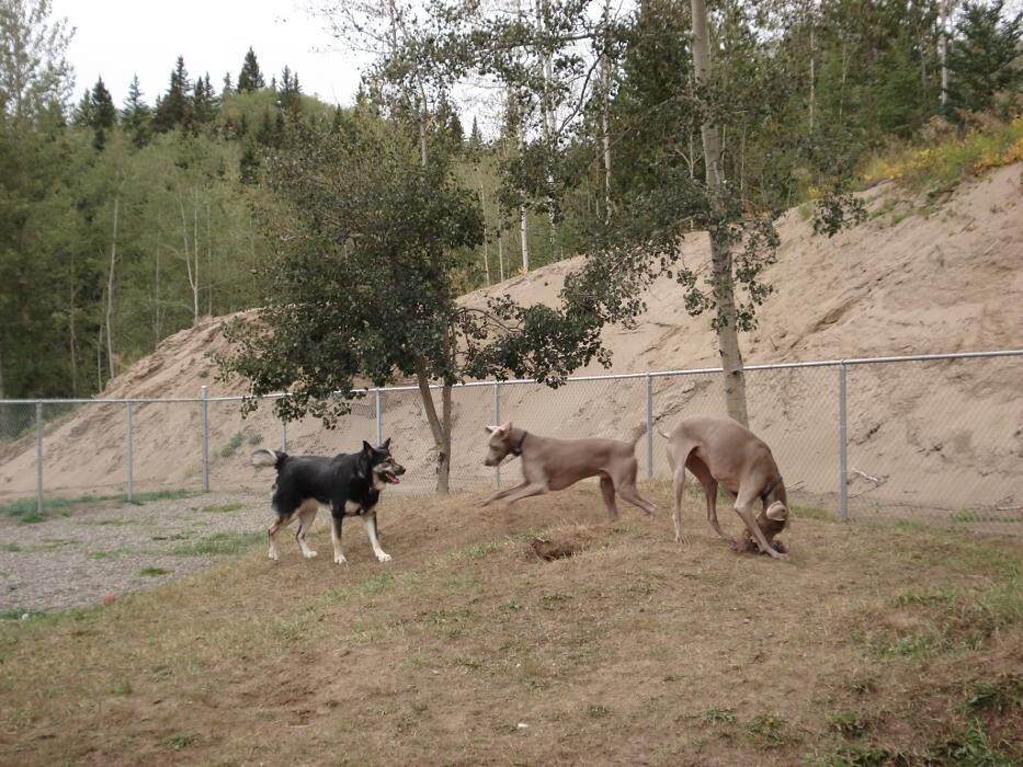 Images Mackye Kennels