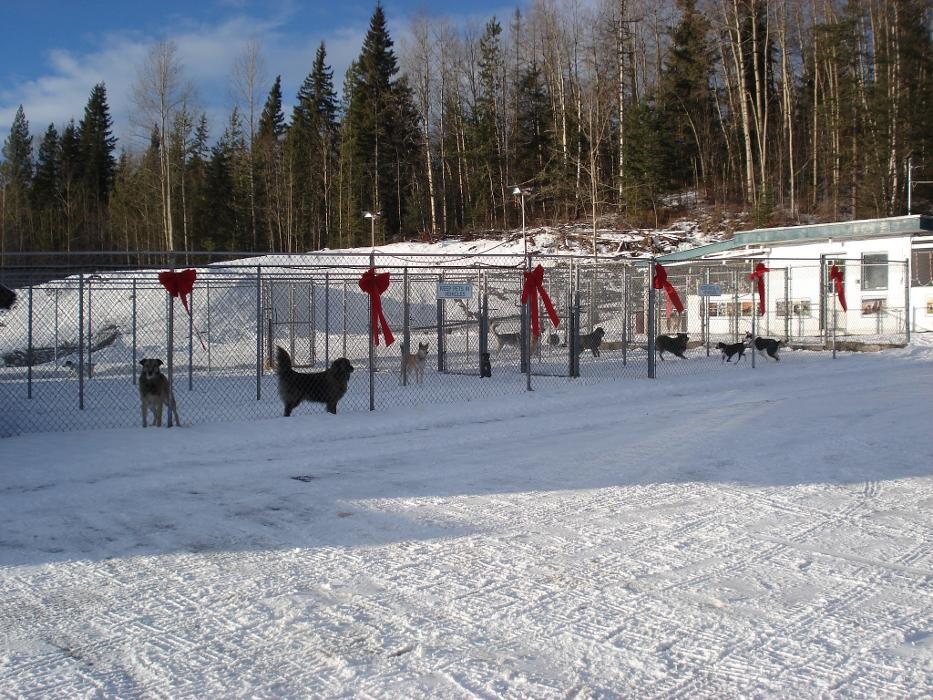 Images Mackye Kennels