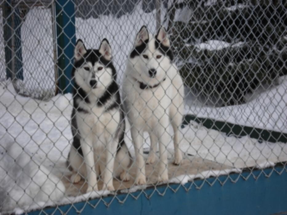 Images Mackye Kennels