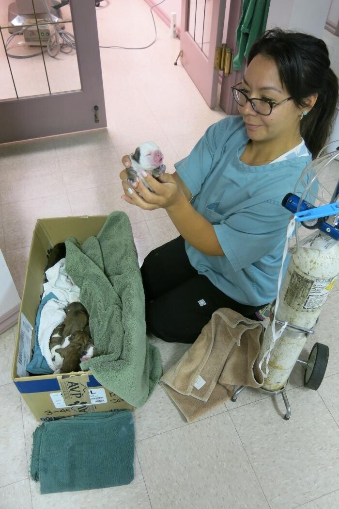 Images Little Mountain Veterinary Clinic