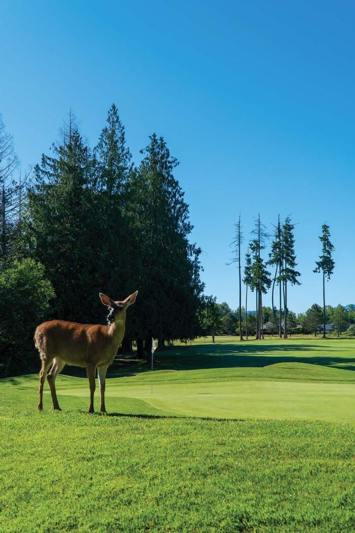 Images Morningstar Golf Club