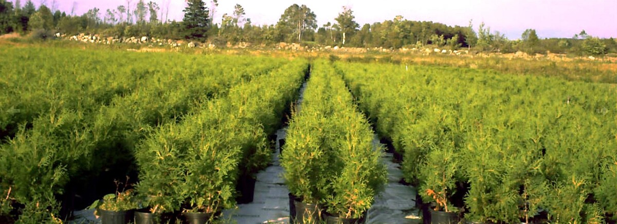 Images Cèdre à Haie Karine Dumont