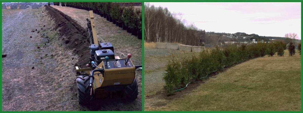 Images Cèdre à Haie Karine Dumont