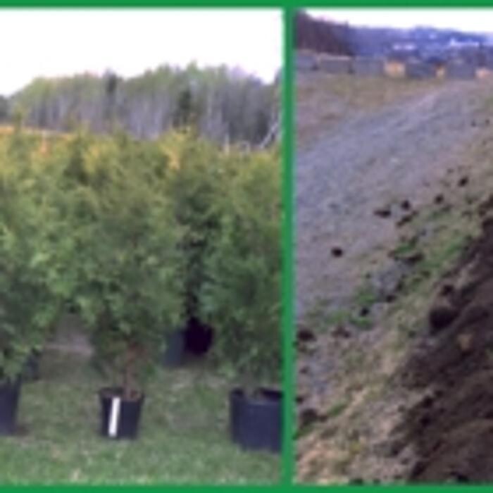 Images Cèdre à Haie Karine Dumont