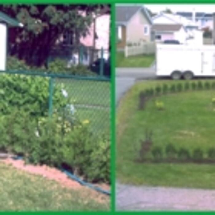 Images Cèdre à Haie Karine Dumont