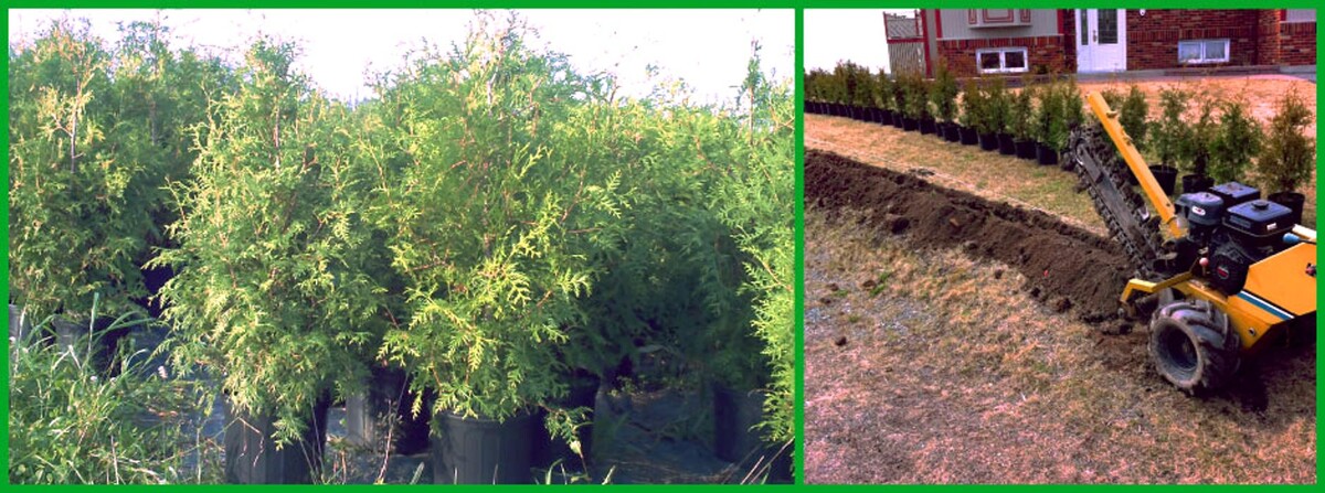 Images Cèdre à Haie Karine Dumont