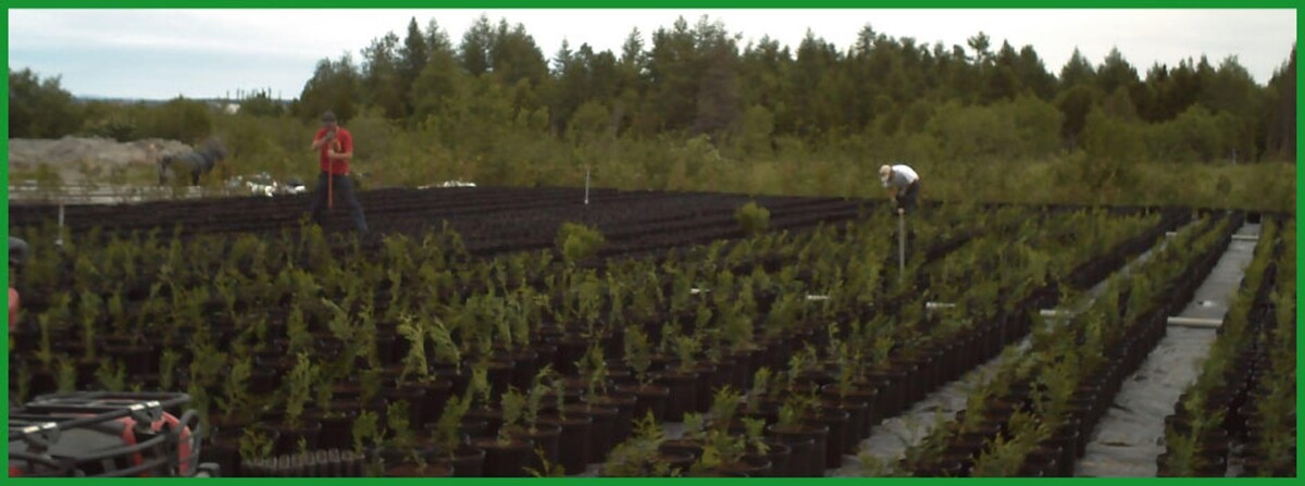 Images Cèdre à Haie Karine Dumont