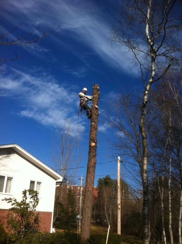 Images Arbor-Tech Tree Service Inc