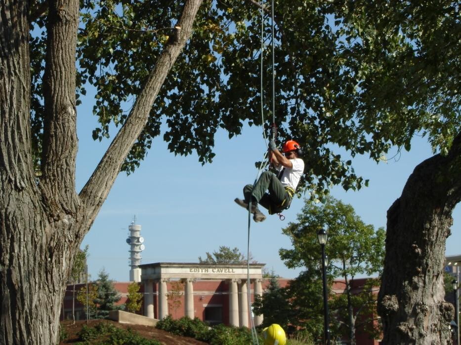 Images Arbor-Tech Tree Service Inc