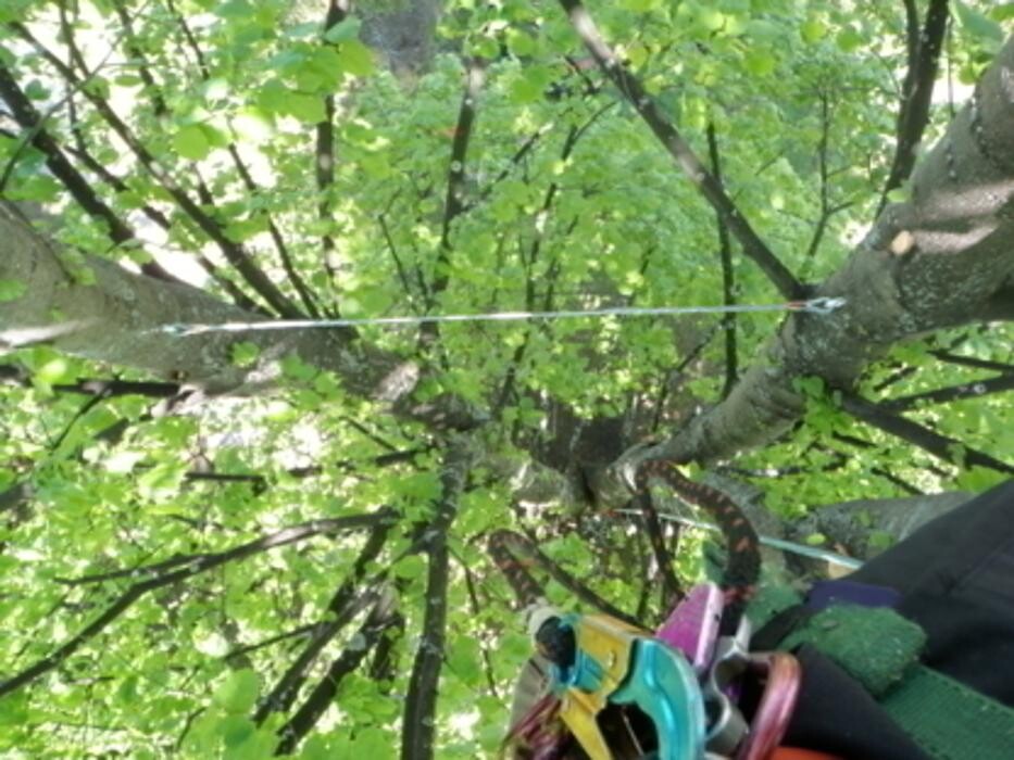 Images Arbor-Tech Tree Service Inc