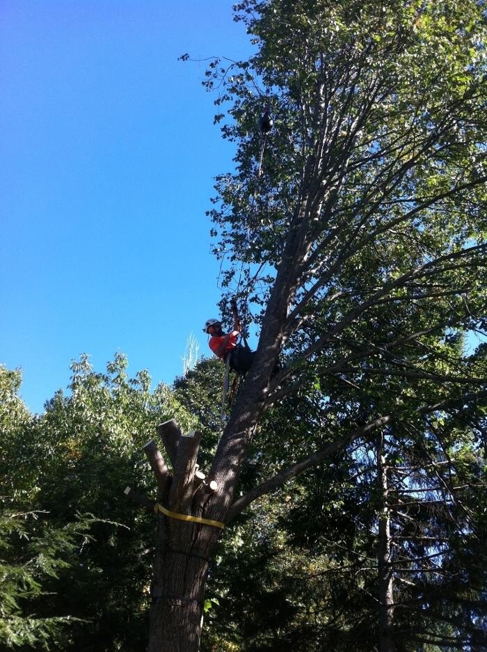 Images Arbor-Tech Tree Service Inc