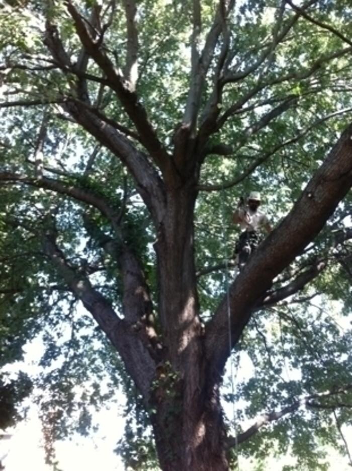 Images Arbor-Tech Tree Service Inc