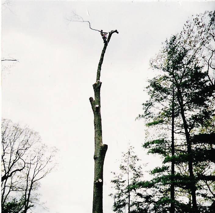 Images Arbor-Tech Tree Service Inc