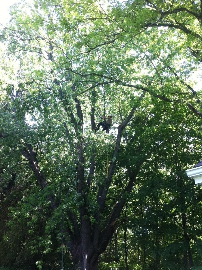Images Arbor-Tech Tree Service Inc
