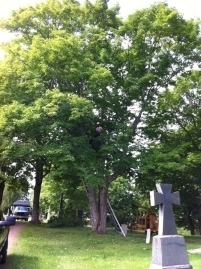 Images Arbor-Tech Tree Service Inc