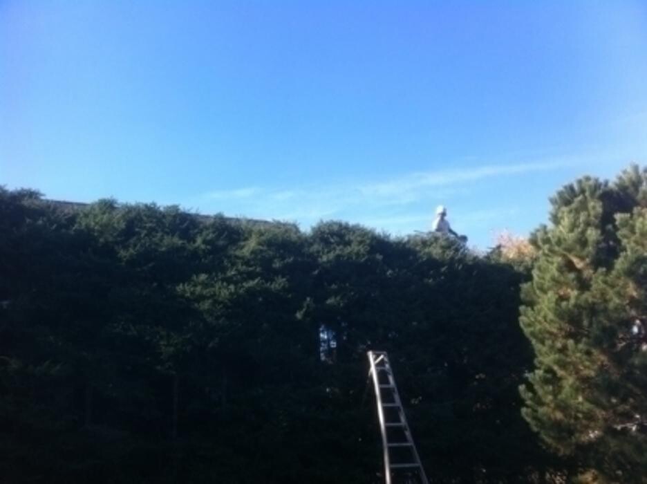 Images Arbor-Tech Tree Service Inc