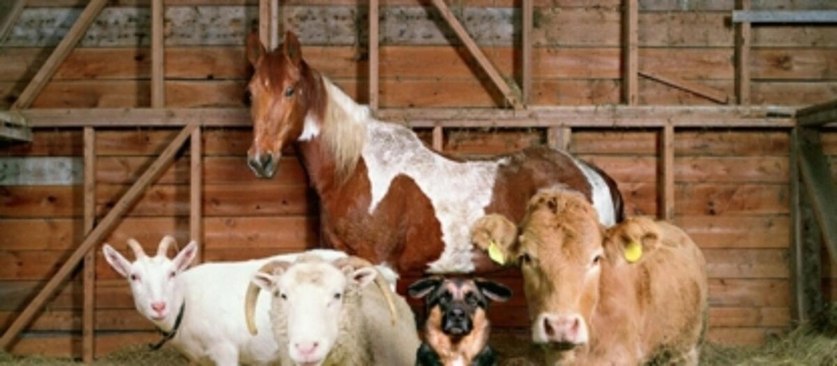 Images Davis Feed & Farm Supply