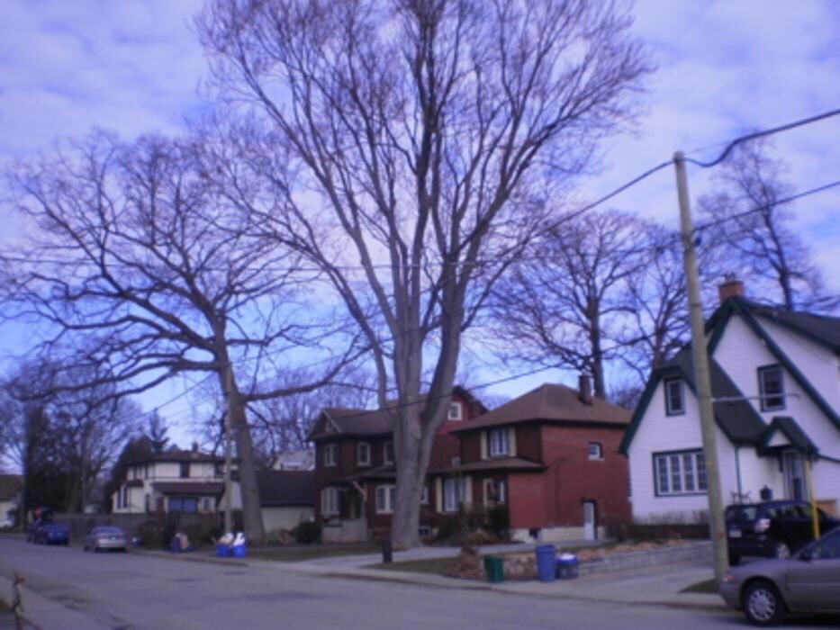 Images Tomahawk Tree & Service