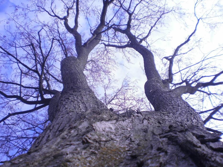 Images Tomahawk Tree & Service