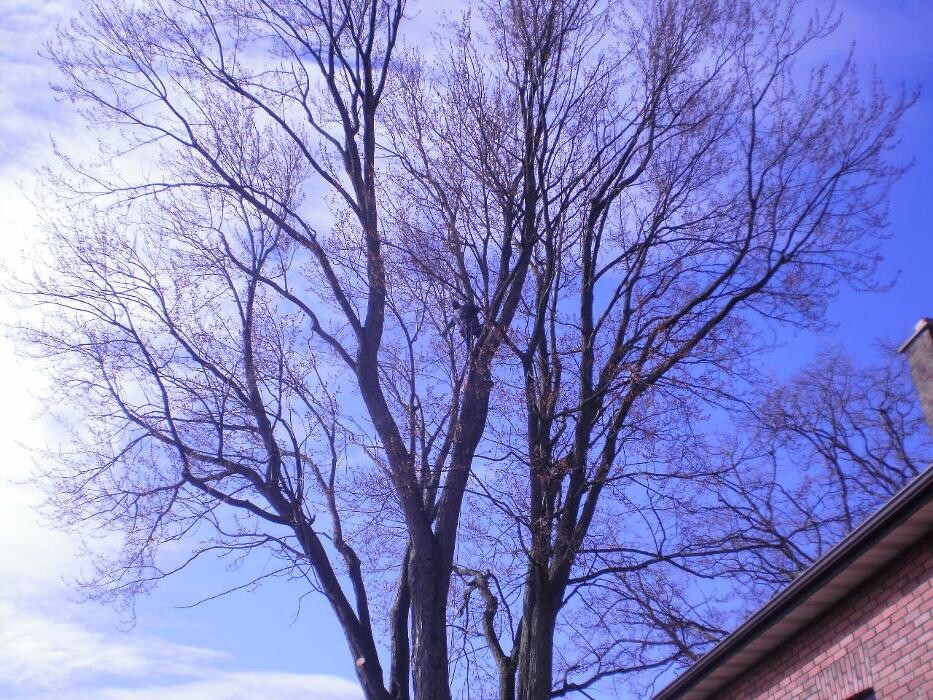 Images Tomahawk Tree & Service