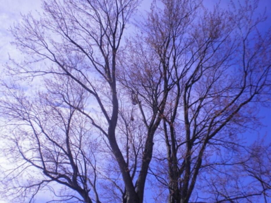 Images Tomahawk Tree & Service