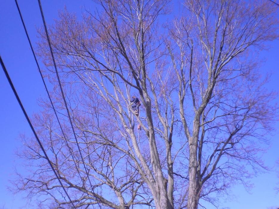 Images Tomahawk Tree & Service