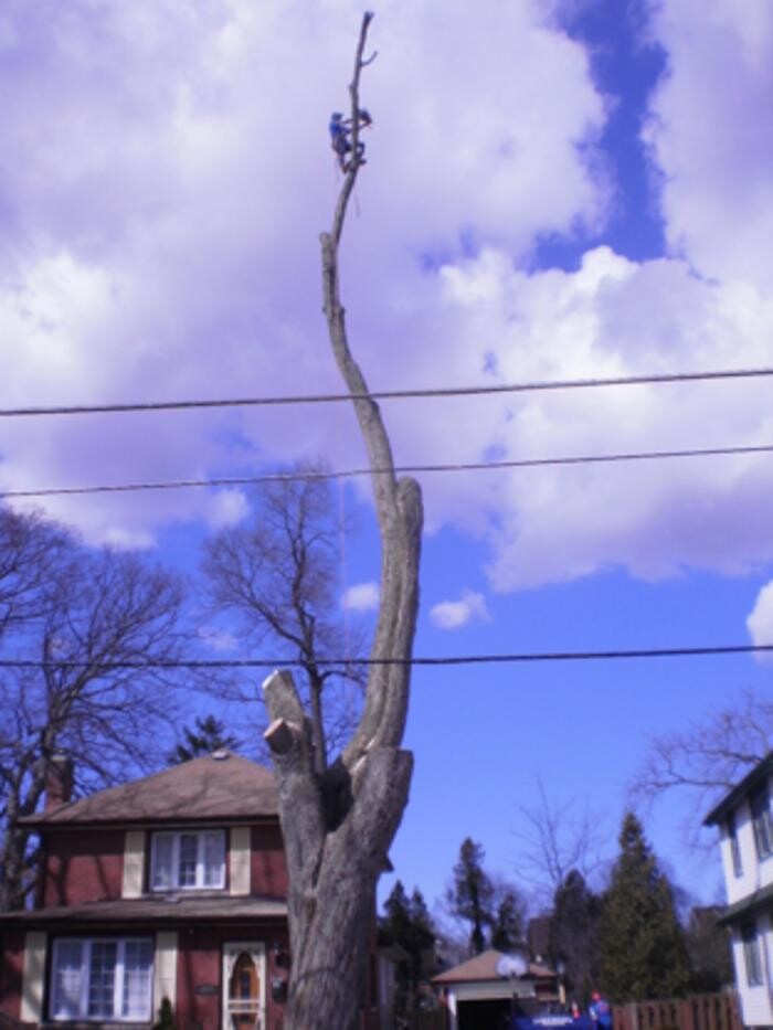 Images Tomahawk Tree & Service