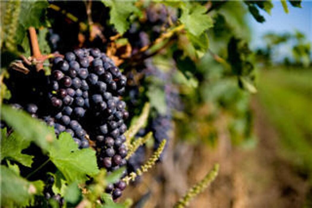 Images Rockway Vineyards Golf