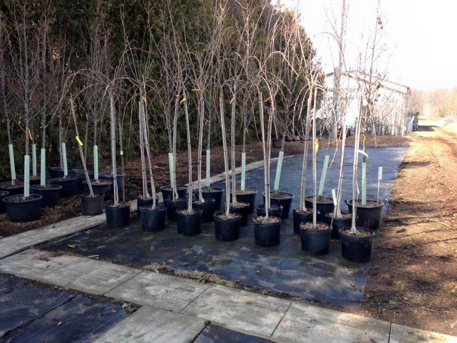 Images Nanticoke Nurseries & Garden Centre