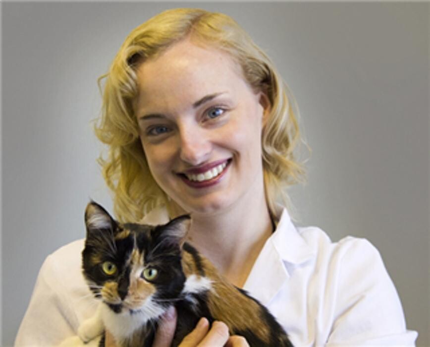 Images The Cat Hospital