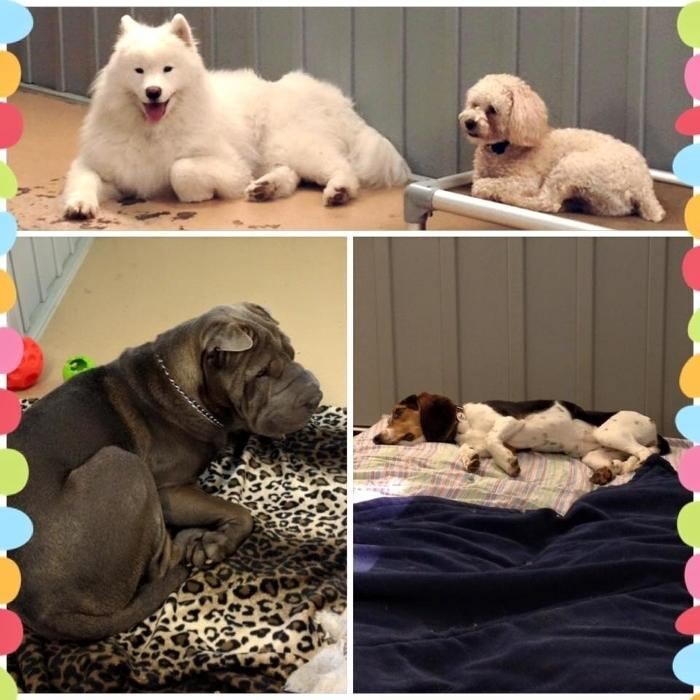 Images Furry Friends Spa & Daycare