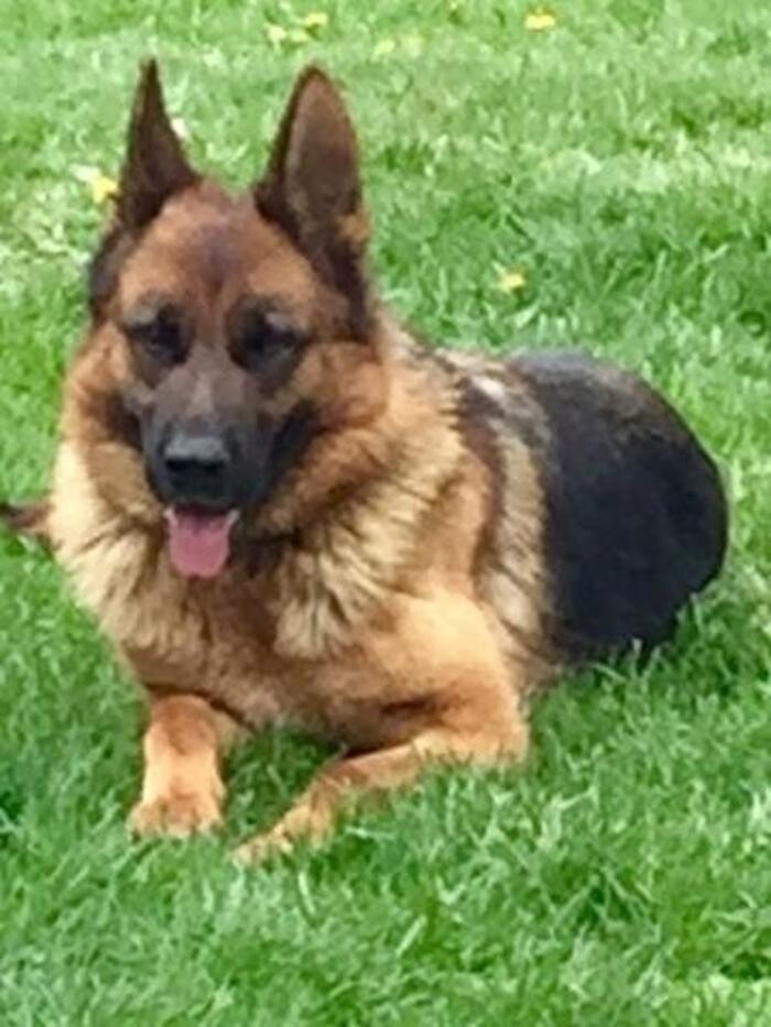 Images Citywide German Shepherds