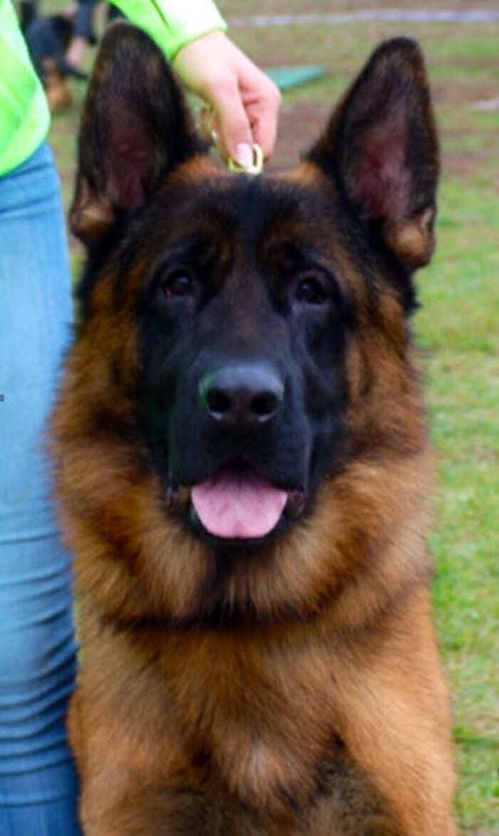Images Citywide German Shepherds